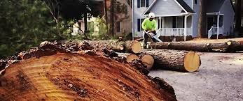 Best Hazardous Tree Removal  in Hobart, OK