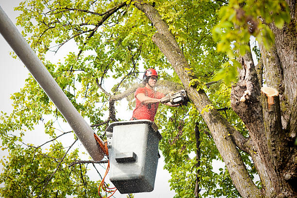 Best Tree Planting  in Hobart, OK